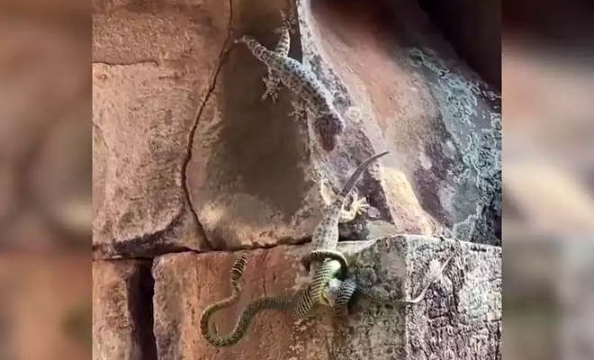 Змея схватила ящерицу, но на помощь пришла другая ящерица: видео