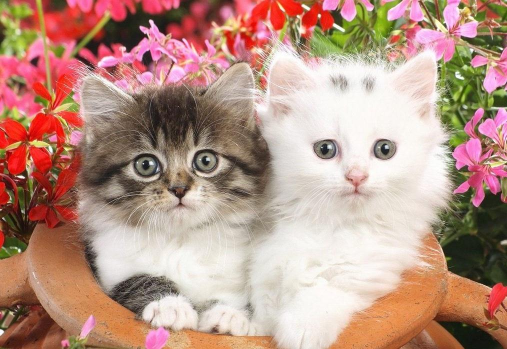 Подборка классных фотографий с милыми котятами для улыбки и хорошего настроения 