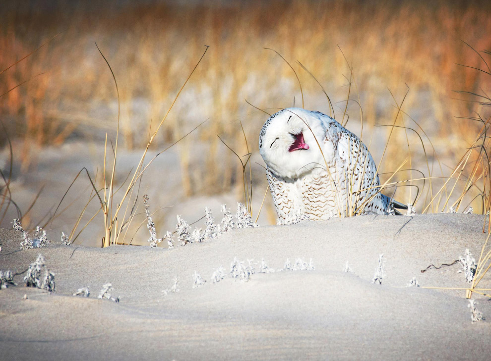 Необычный конкурс Comedy Wildlife Photography Awards 2019