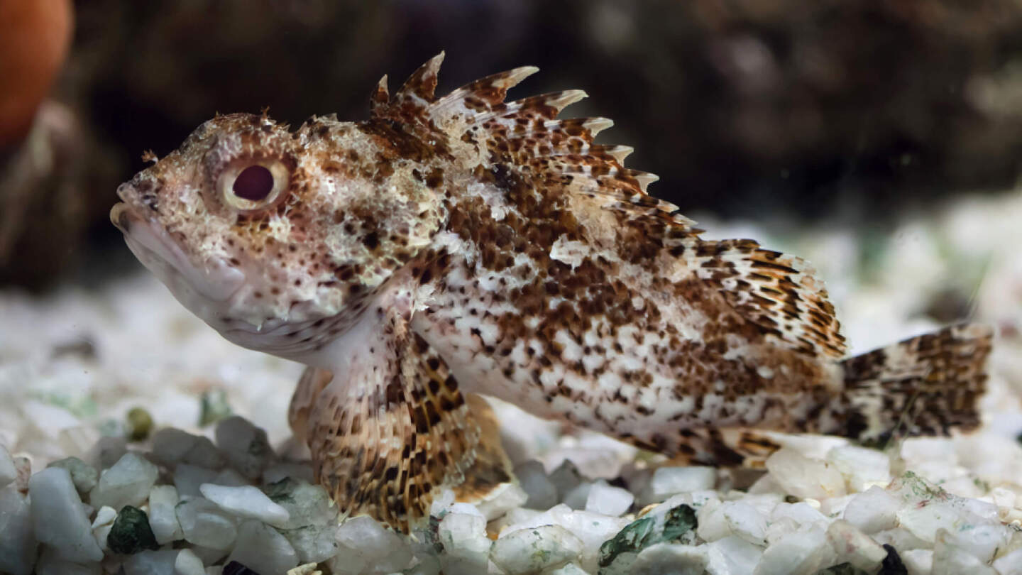 Ядовитые животные России: 10 самых опасных с описанием и фото может, России, смертельно, только, человек, когда, областях, поэтому, весной, гадюки, которые, случае, человека, ядовитое, Поэтому, встретить, укуса, некоторых, которой, опасен