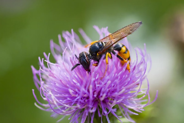 Пчела на цветке. Фото.