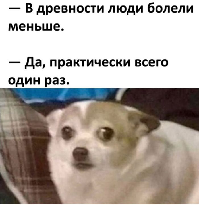Смешные картинки с надписями и томат истребитель Смешные картинки с надписями и томат истребитель