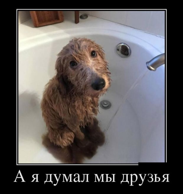 Новая коллекция прикольных демотиваторов для всех ценителей сарказма и юмора! 