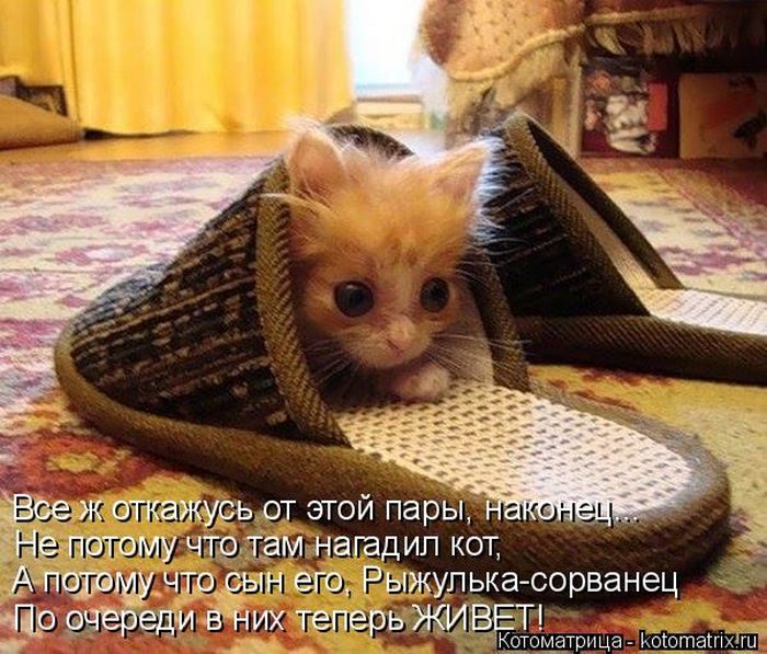 Лучшие котоматрицы за прошедшую неделю