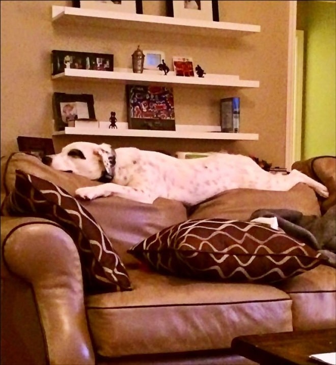 Собака на диване