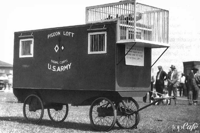 Почтовые голуби