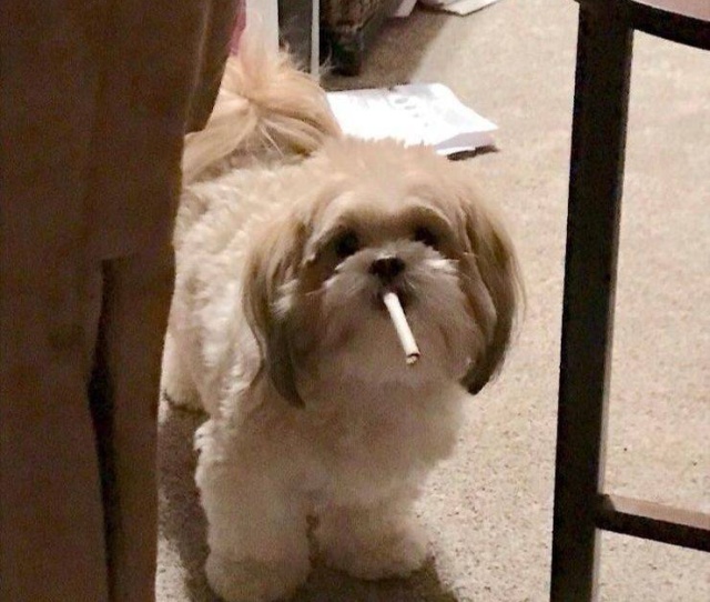 Подборка смешных картинок  смешные картинки