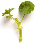 geranium3