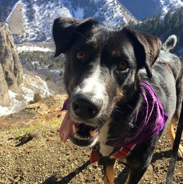 close-up-dog-in-mountains