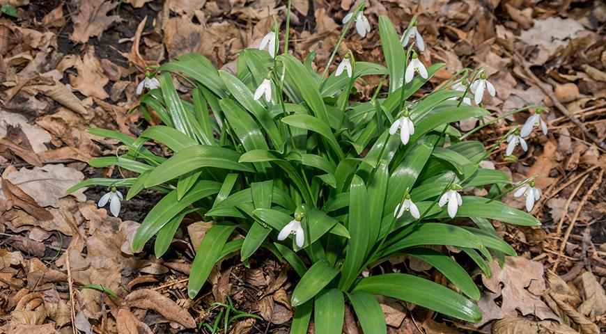 Подснежники: все секреты выращивания от посадки до цветения Galanthus, галантус, подснежника, подснежник, подснежников, Подснежник, МЕСТО, высотой, подснежники, Воронова, зеленые, Эльвеза, природе, белые, белоснежный, Красную, длиной, средней, которые, сожалению