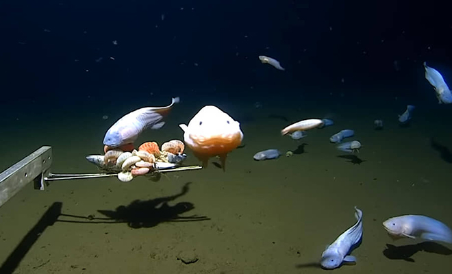 На глубине 8336 метров впервые засняли живое существо. Полупрозрачная рыба выдерживает давление в 800 раз выше чем на поверхности Культура