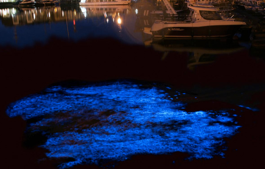 Морской порт Зебрюгге, Бельгия&nbsp;
Дополнительной подсветкой может похвастаться и порт Зебрюгге. В темное время суток планктон окрашивает воду у причалов в голубой цвет.