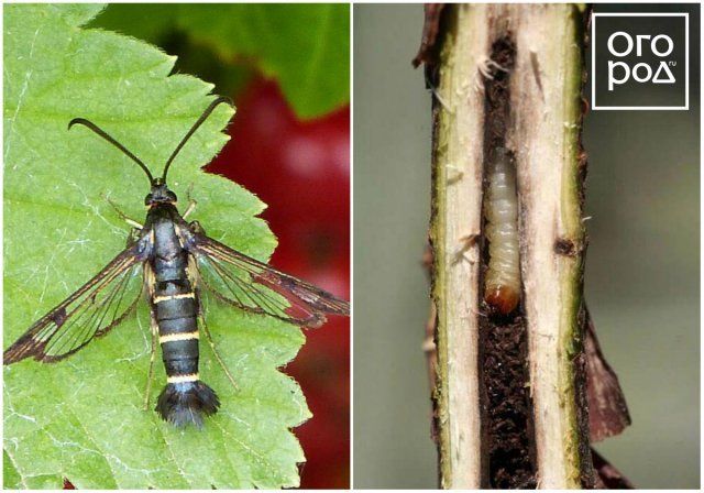 Вредители смородины и крыжовника – фото, описание, чем обработать кусты садоводство