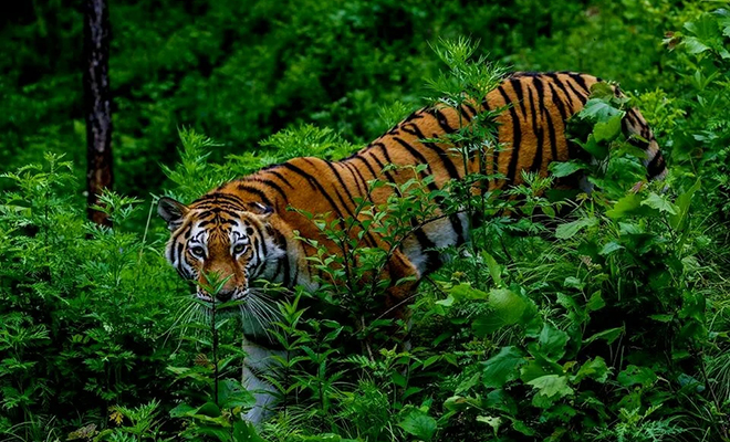 Окрас тигра не сливается с окружающими деревьями, но он невидим для зверей во время охоты. Причина в их зрении тигров, тигра, полосы, видит, Оранжевый, общую, силуэта, маскировкой, скрытого, целостность, темные, формируя, играют, травоядных Определенную, зрения, особенности, выяснить, Посмотрите, косуляПрирода, скорее