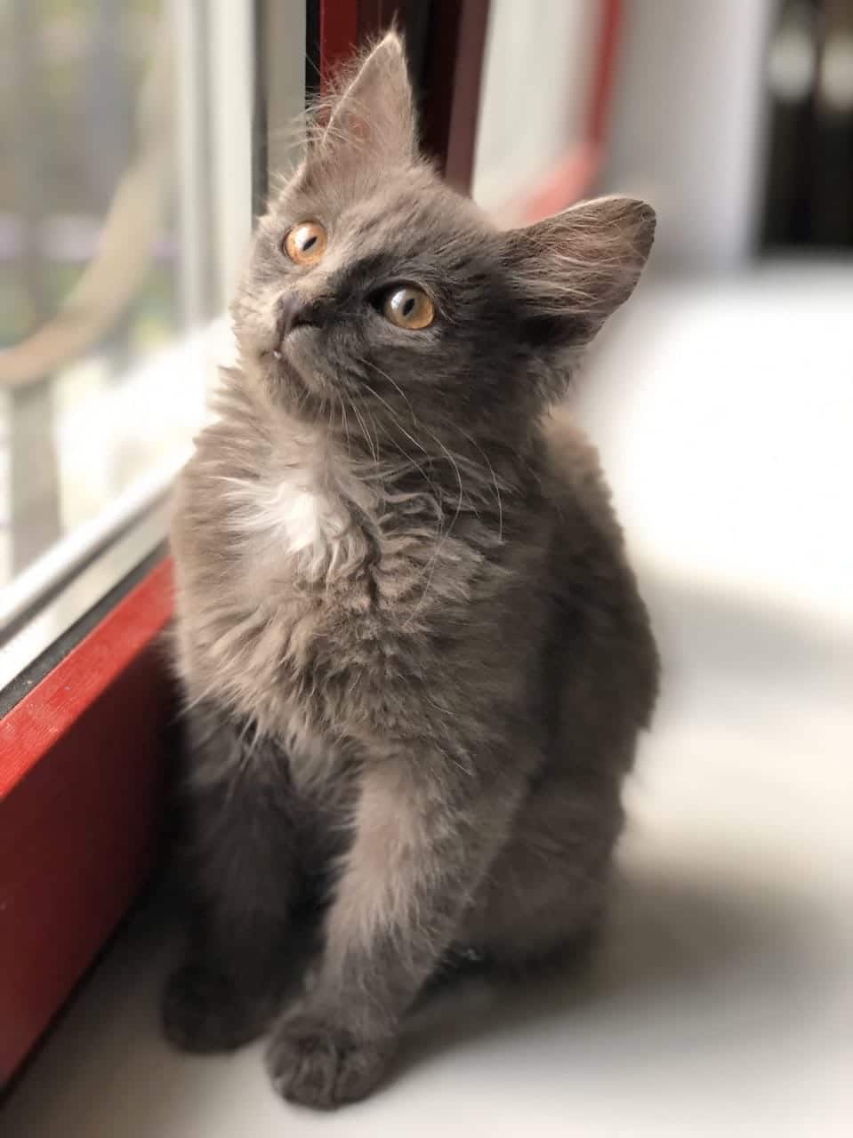 Невесть откуда в подъезде появилась коробка с котятами, а жильцы их пожалели не всё так грустно