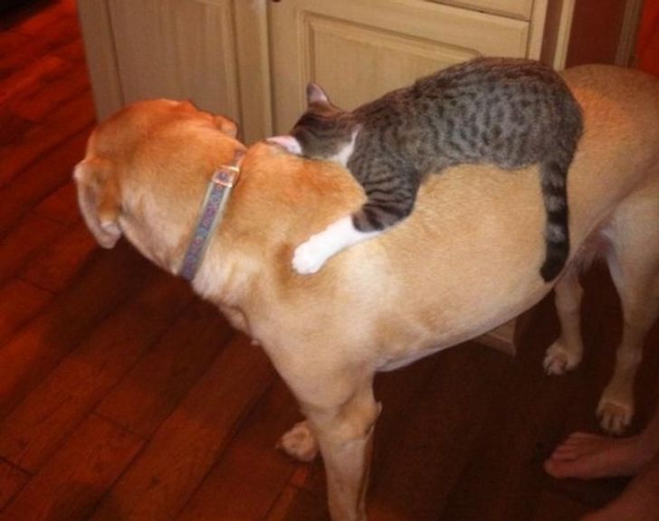20+ примеров того, как кошки и собаки нашли друг в друге лучших друзей 20+ примеров того, как кошки и собаки нашли друг в друге лучших друзей