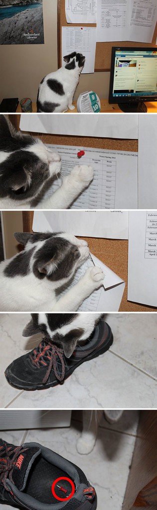 How To Tell If Your Cat Is Trying To Kill You? I