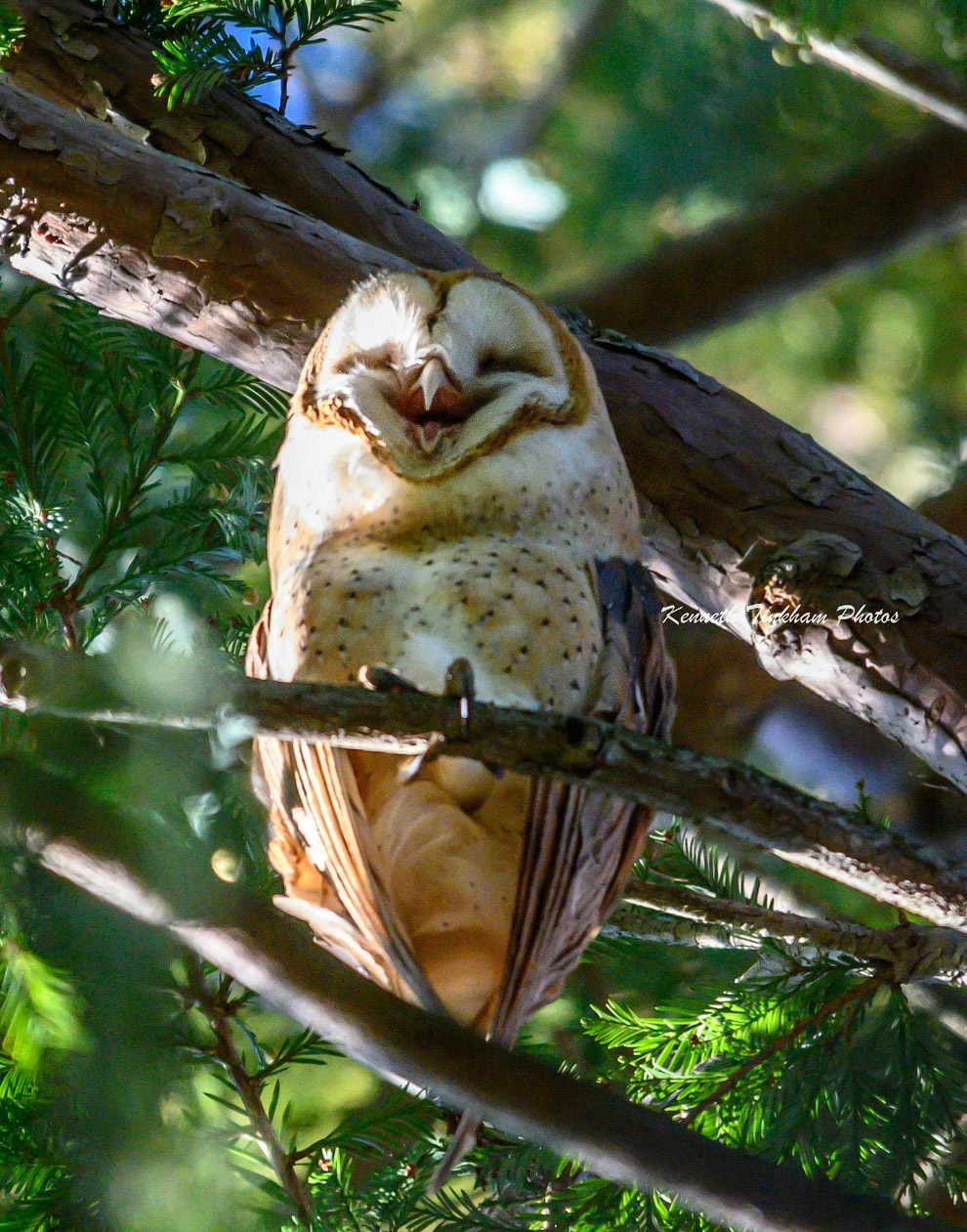 Необычный конкурс Comedy Wildlife Photography Awards 2019