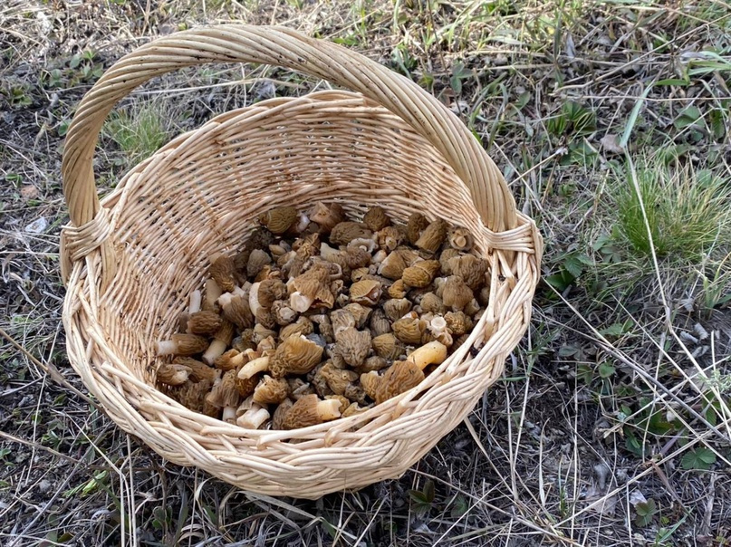 «За час ведёрко собрали»: в Омской области стали появляться первые грибы