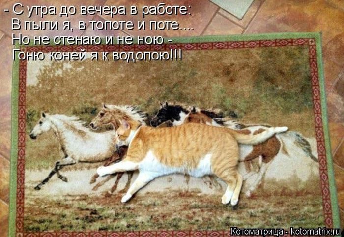 Лучшие котоматрицы за прошедшую неделю