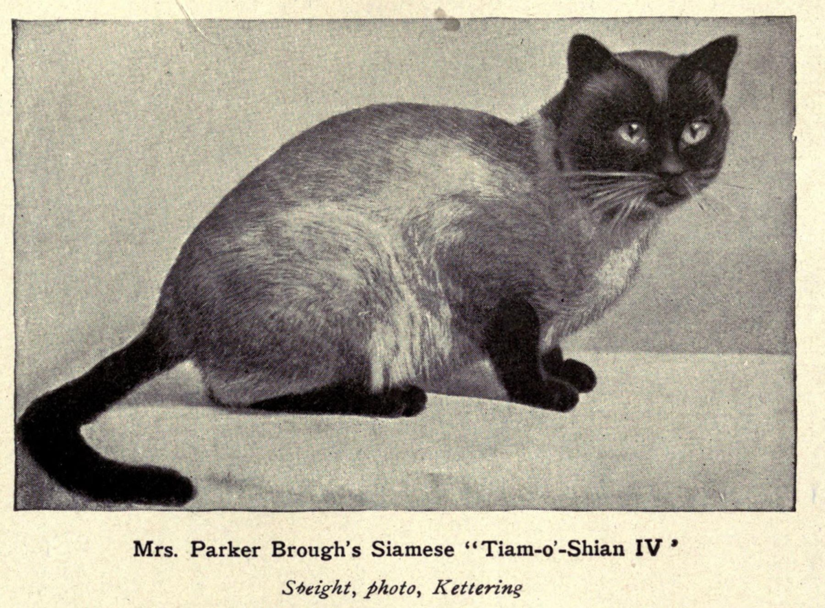 Этот жутко породистый котяра — один из детишек, подаренных королевской особой котиков. Фото сделано в 1900-х годах.