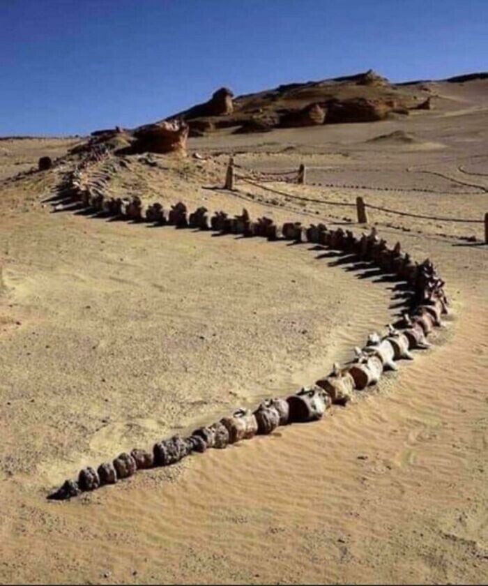 17. Скелет кита, найденный в жарких дюнах Египта