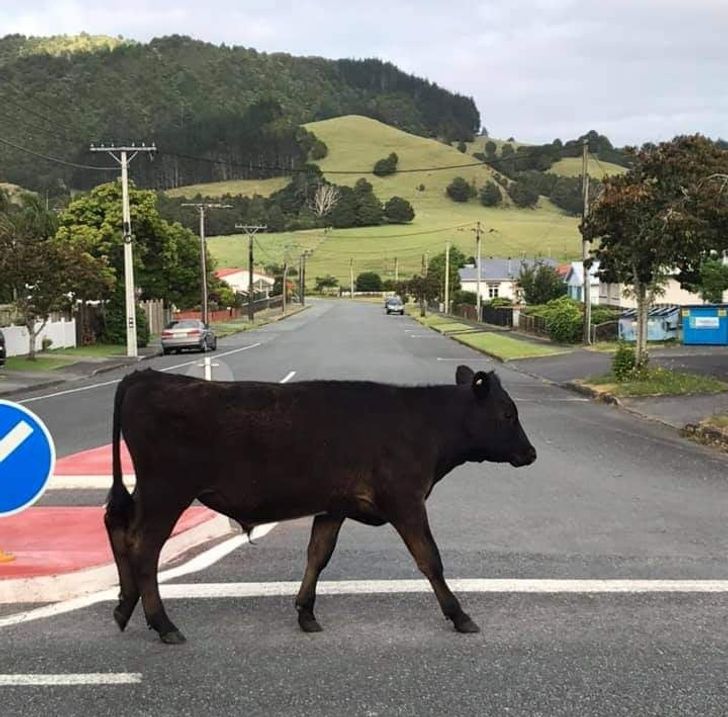 20+ фотодоказательств того, что Новая Зеландия — это совсем другая вселенная Новая Зеландия,приколы,страноведение