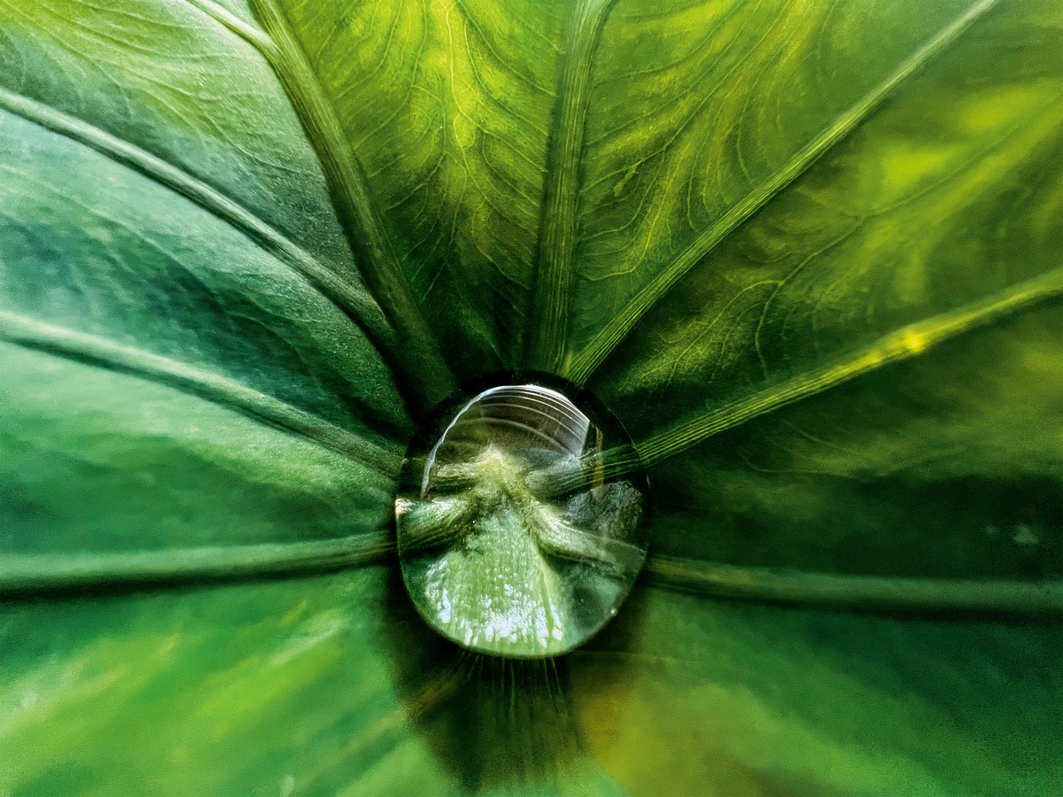 “Hidden Gem” (капля воды в листке) от Jirasak Panpiansin (@joez19). Снято на iPhone 13 Pro Max.