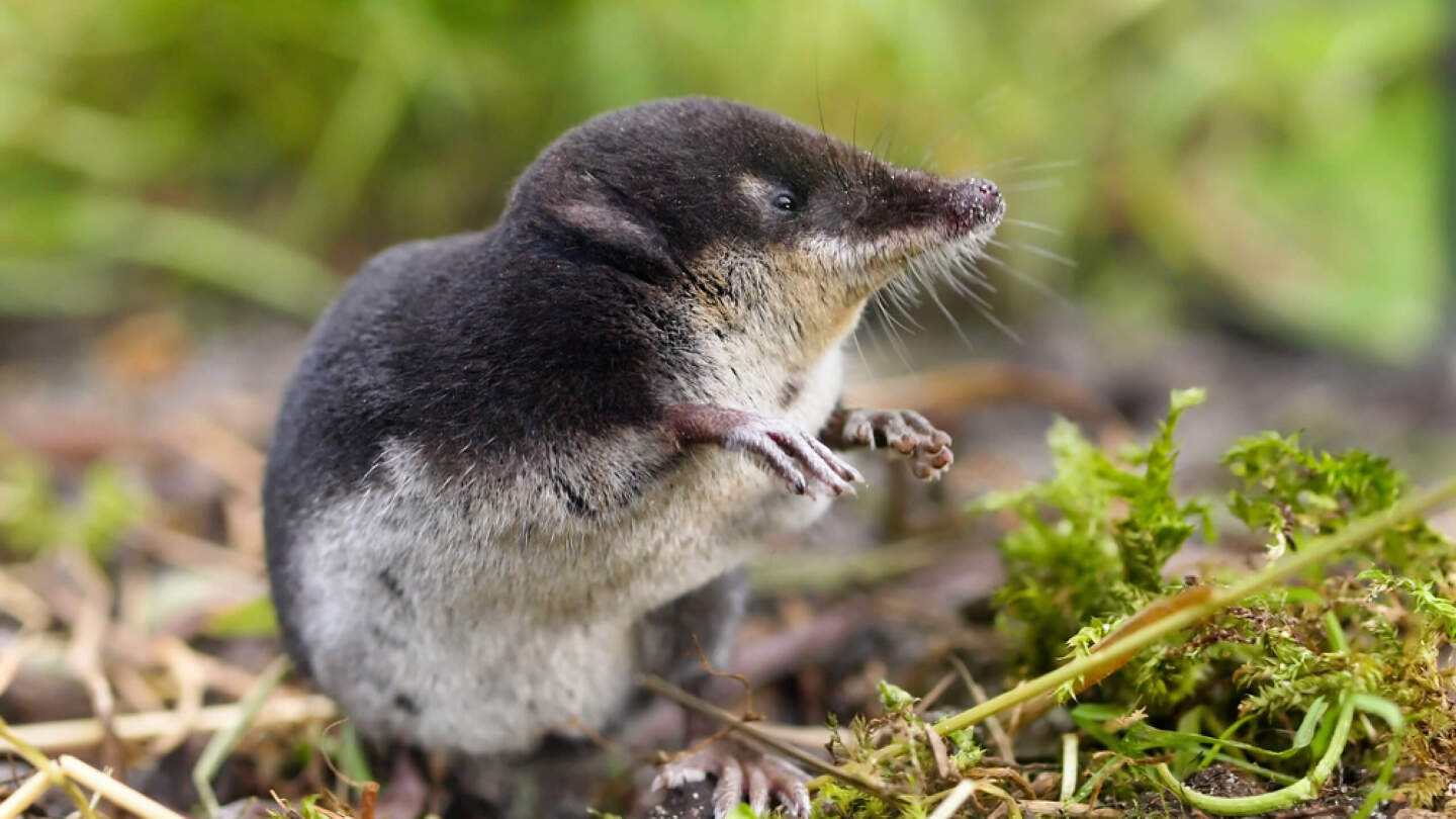 Ядовитые животные России: 10 самых опасных с описанием и фото может, России, смертельно, только, человек, когда, областях, поэтому, весной, гадюки, которые, случае, человека, ядовитое, Поэтому, встретить, укуса, некоторых, которой, опасен