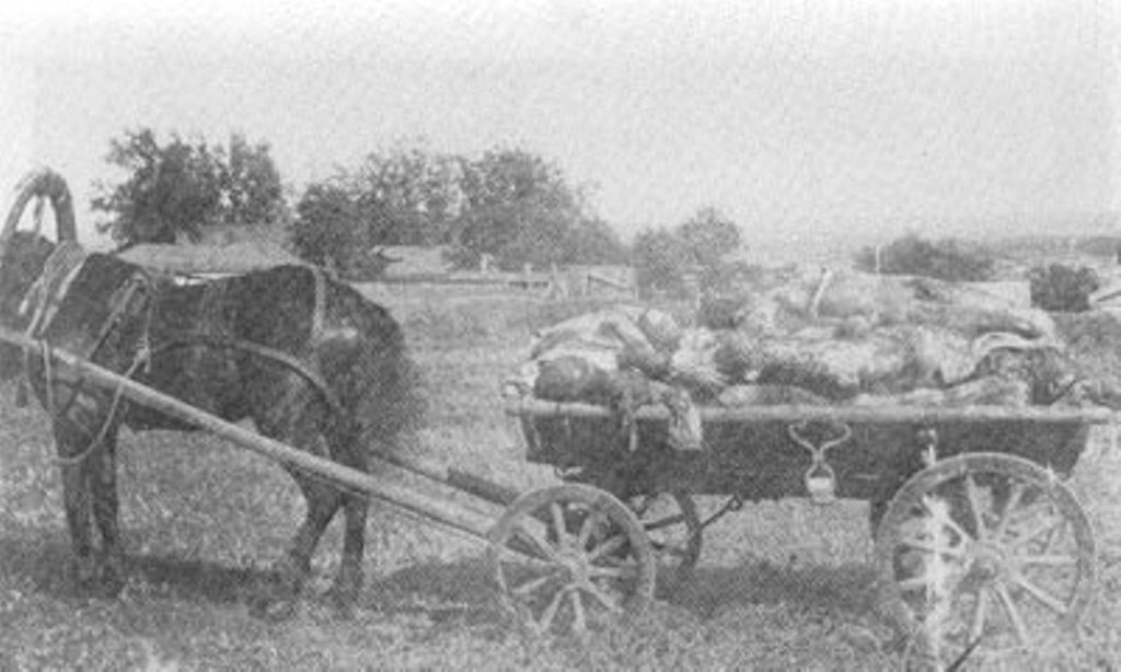 Харьков. Трупы убитых, сваленные в телегу. 