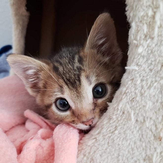 Милый котенок