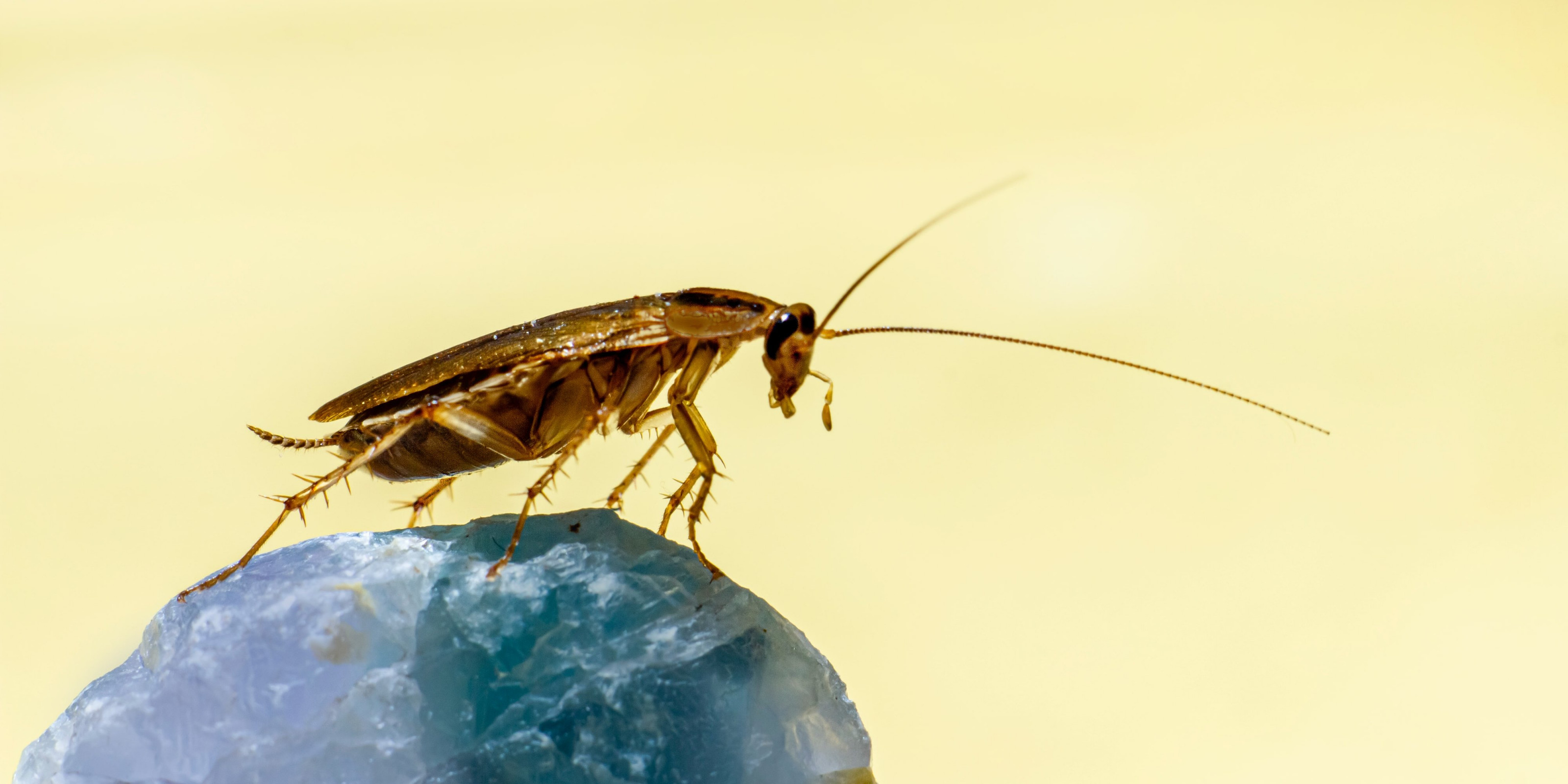 9 фактов о тараканах, от которых становится не по себе тараканы, Тараканы, могут, насекомых, тараканов, будет, насекомые, только, усатые, вещества, путём, чтобы, таракана, своих, любят, таракан, Кроме, таракану, очень, людям