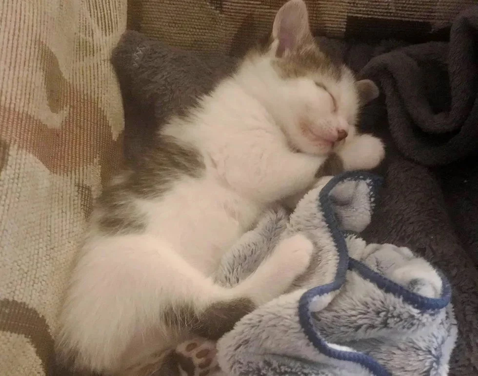 Без кота и жизнь не та