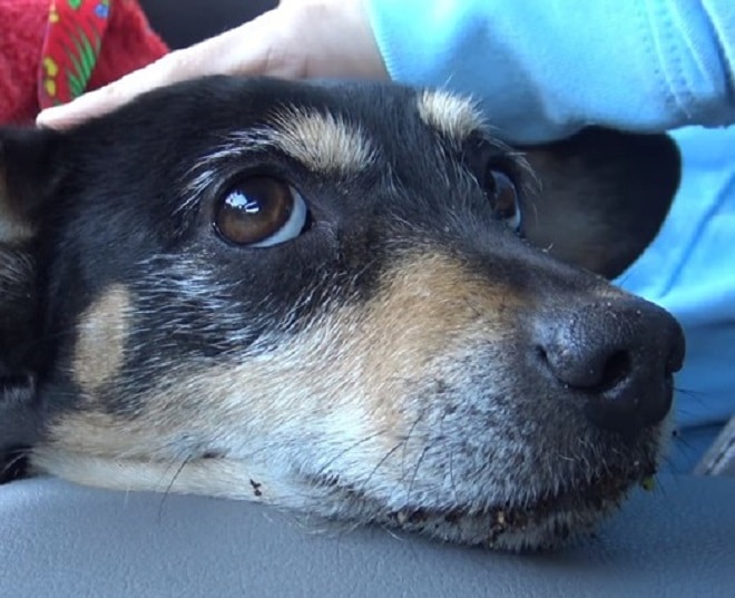 Собака в машине