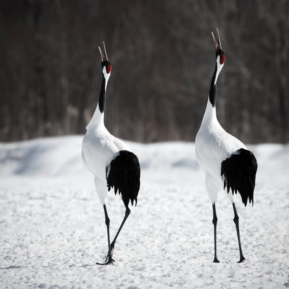 „Ballet of the Birds”              Фото: Robert van Koesveld