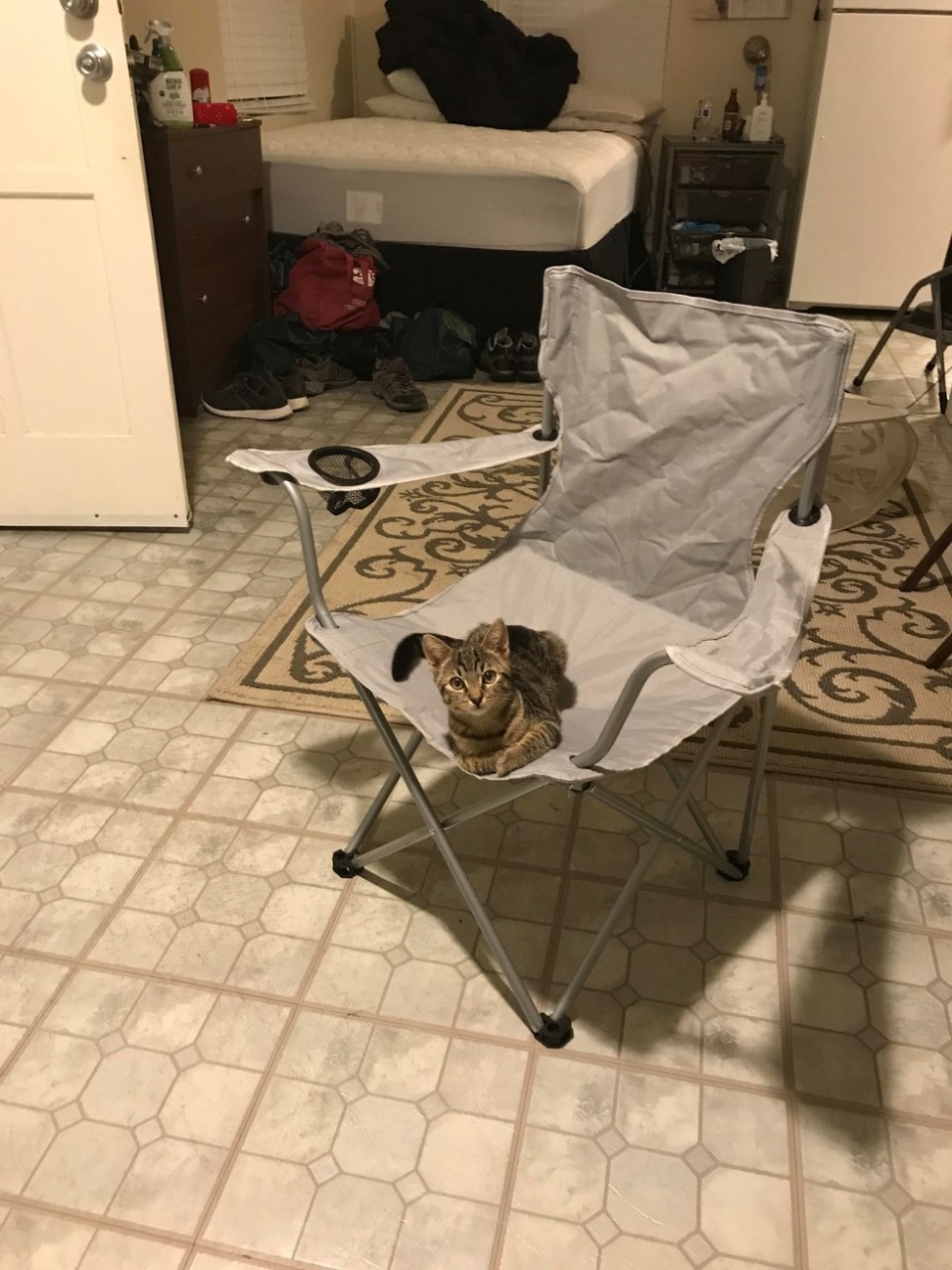 у кота нет стула 2 дня