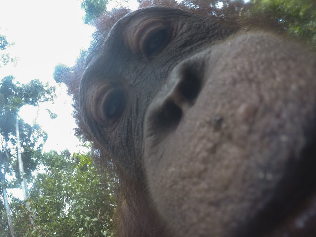 orangutang-ukral-kameru-u-turista-i-sdelal-mnozhestvo-selfi_006