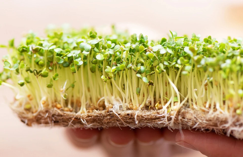 Как вырастить микрозелень в домашних условиях: 6 способов дача,полезные советы,сад и огород