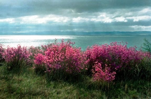 Славное море, священный Байкал Байкала, озера, озере, Байкал, становится, побережье, можно, отдыха, множество, более, время, озеро, находится, всего, прибрежной, свечение, больше, льдом, которые, часть