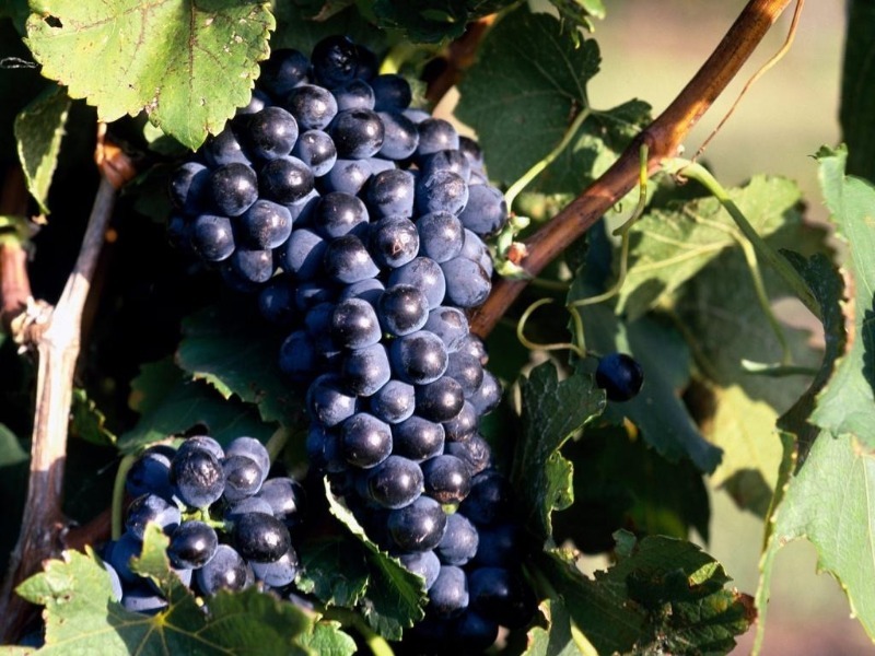 11 лучших сортов винограда, которые помогут вам создать неповторимое домашнее вино аромат, позволяет, градусов, болезням, тонами, можно, используется, срока, сорта, имеет, смородины, этого, гибрид, сухих, созревания, ягоды, поэтому, может, игристых, также