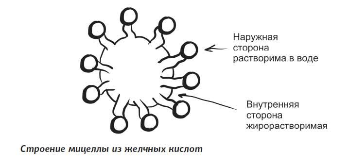 Что такое желчь и как она отмывает посуду и желудок от жира желчь, печени, желчи, желчных, желчные, кислот, кислоты, книги, печень, Сергея, Вялова «Желчь, чтобы, крови, нужно, часть, токсичные, клетки, холестерин, больше, веществ