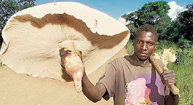 Грибы - они и в Африке грибы. Но как и на Чукотке, их там почти не собирают