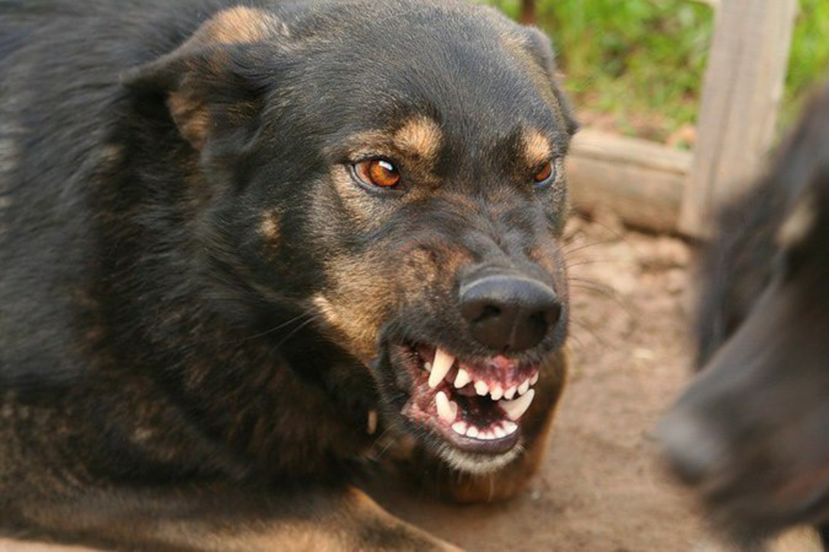 В Нижнем Новгороде полицейский спас женщину от агрессивной собаки