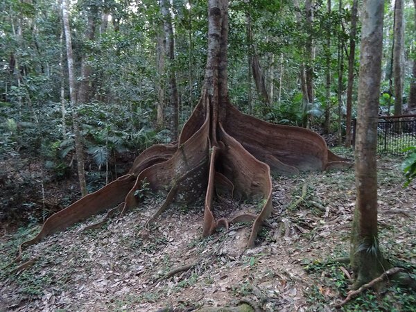 Корневые системы, в реальность существования которых отказываешься верить деревья,интересное,корни,природа