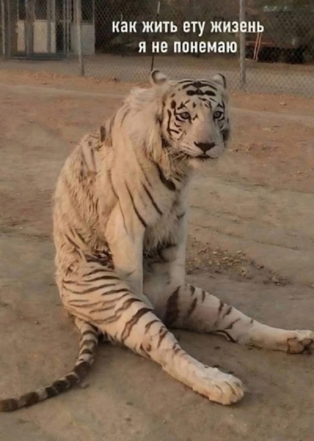 Интернет мемы в понедельник и что водит дьявол Интернет мемы в понедельник и что водит дьявол