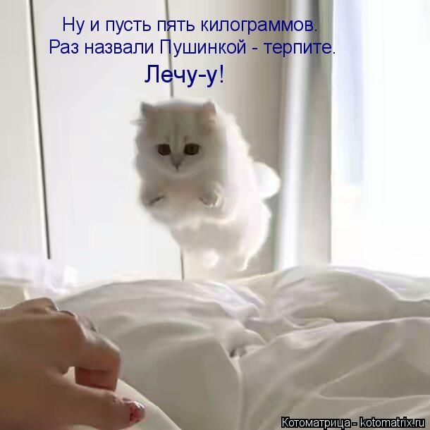 Лучшие котоматрицы за прошедшую неделю