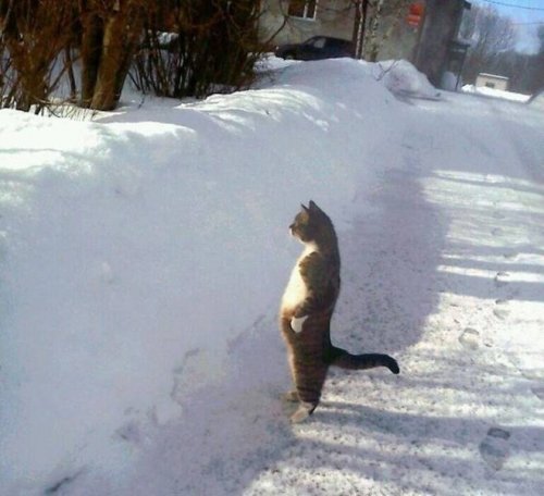 22 очаровательных животных, которые вызовут улыбку и подарят позитив 22 очаровательных животных, которые вызовут улыбку и подарят позитив