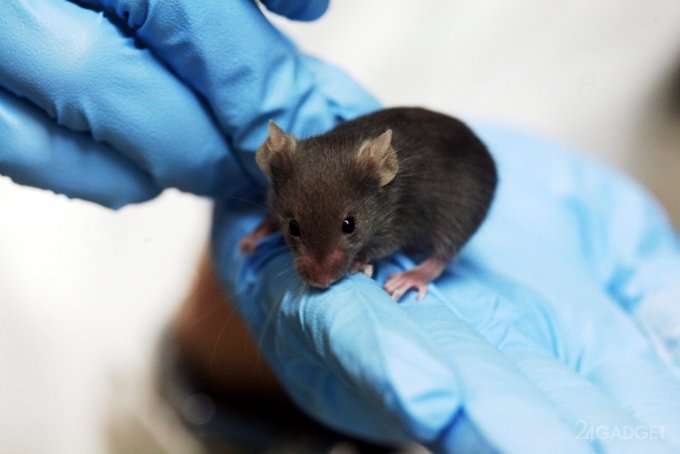 Ученые смогли продлить жизнь мышей