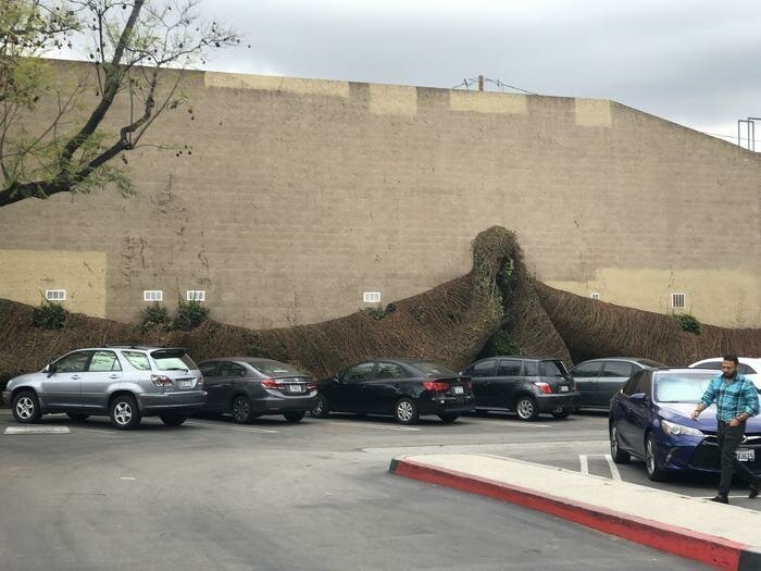 Шутки за 300 от матушки-природы Шутки за 300 от матушки-природы деревья ,интересное, природа , природные явления, растения, шутки