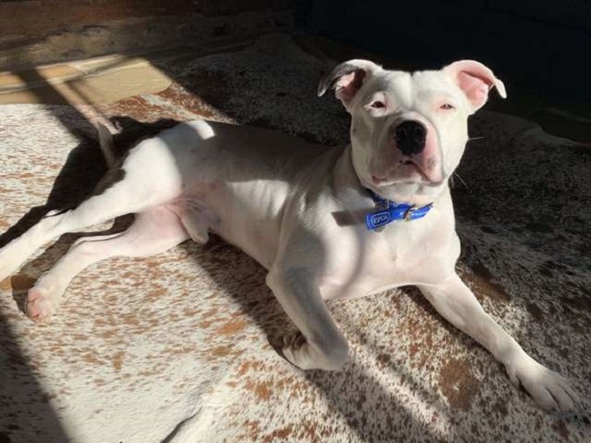 Хозяин бросил пса на улице и умчался на автомобиле. Но теперь питомец стал знаменитым и обрел новый дом Хозяин бросил пса на улице и умчался на автомобиле. Но теперь питомец стал знаменитым и обрел новый дом истории из жизни